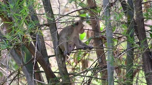 The Long-tailed Macaques are the easiest monkeys to find in Thailand as they are present at temple c