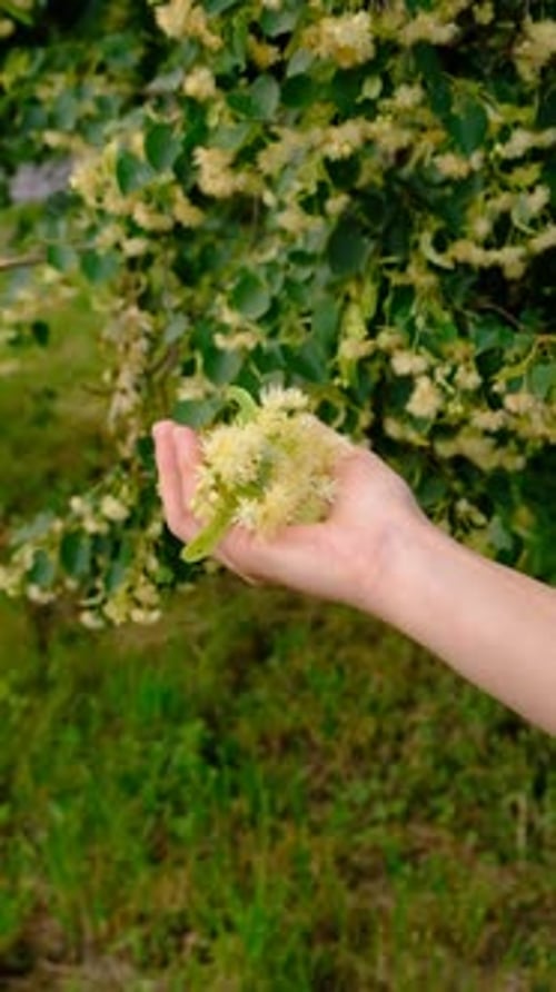 Linden Trees Bloom in the Garden Selective Focus