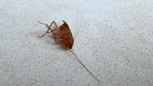 Cafard mourant lentement à cause du poison sur une surface texturée blanche à l'intérieur