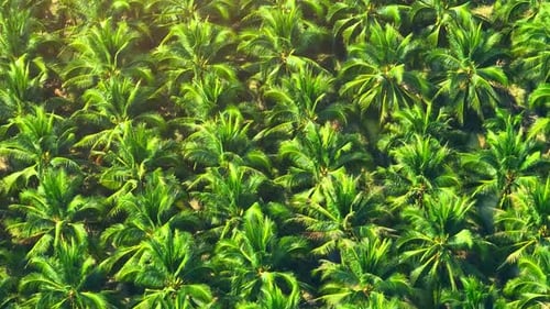 A lush coconut plantation by aerial view drone.