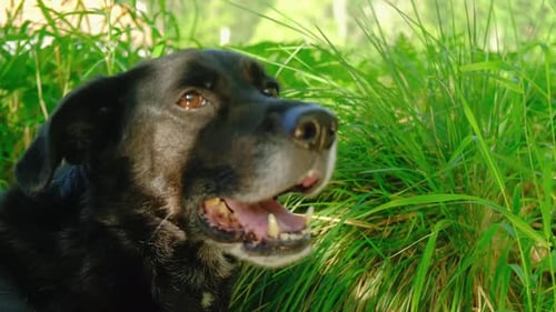 Black dog portrait near a green grass field 4K