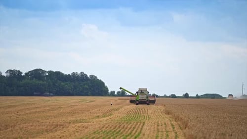 Big combine gathering golden crops. Harvester machine working on a wheat field.