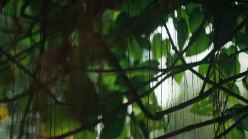 Frische grüne Zweige und Blätter und im Hintergrund ein Wasserhahn mit Bubble-Bokeh. Nach unten kippen
