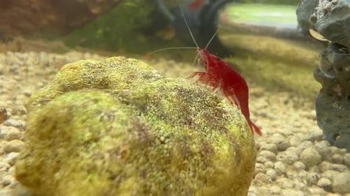 A red cherry shrimp on a rock inside an aquarium. Other younger smaller shrimp swim near by. Recorde