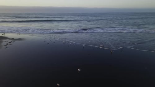 Aerial of waves on a black sand beach flying with seagulls at dawn. Serene coastal landscape