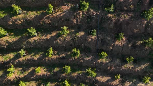 Terraced Beauty Cinematic Drone Reveals the Splendor of Avocado Groves ...