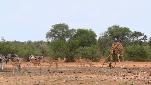 Wildlife scenery at waterhole in Kruger national park, South Africa