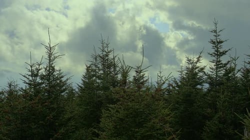 Evergreen Trees against Cloudy Sky in the Forest