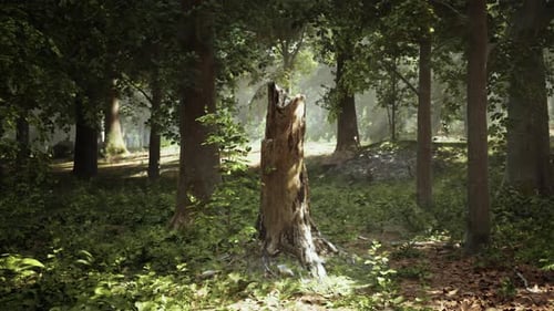 Decaying Tree Stump Amid Forest