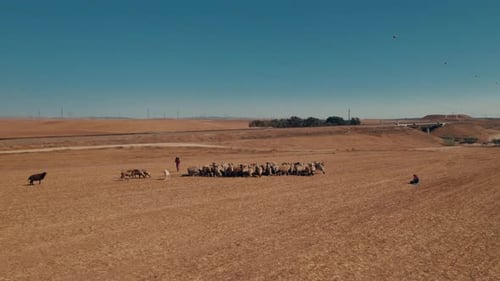 Aerial view of Female shepherd with sheep in a remote desert area, near large power poles and a carg