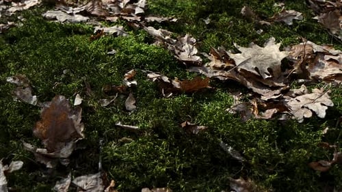 Schönes grünes Moos und graue Blätter im Wald werden von den Sonnenstrahlen beleuchtet.