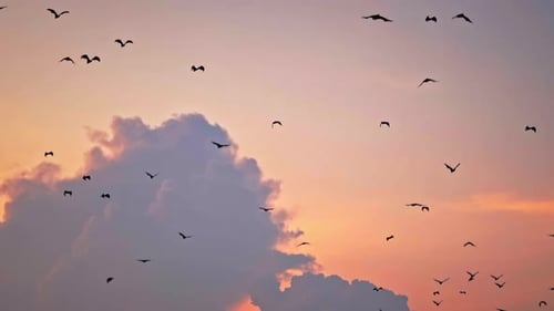 Ein Vogelschwarm fliegt vor dem Hintergrund der Wolken bei Sonnenuntergang