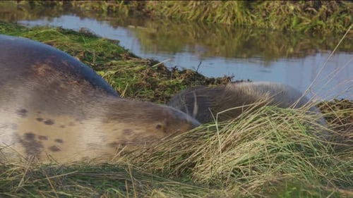 Atlantic Grey seal breeding season: adorable newborns with white fur, mothers nurturing, soaking in