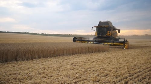 Grain Harvester Working in Field Gathering Crop of Ripe Wheat Combine Riding Through Countryside
