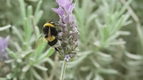 Honeybee Collecting Pollen As Food On A Lavender Plant. close up