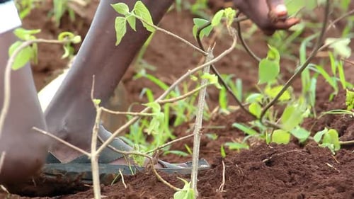 Farmer planting a tree at the farm.
