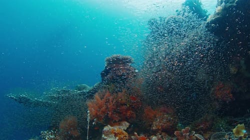 School of Fish Swimming Over Tropical Coral Reef
