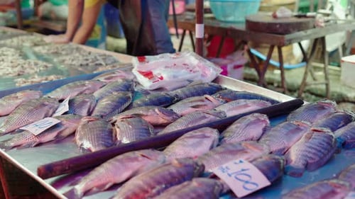 Un groupe de carpes suffoque sur un marché de rue asiatique au Ralenti