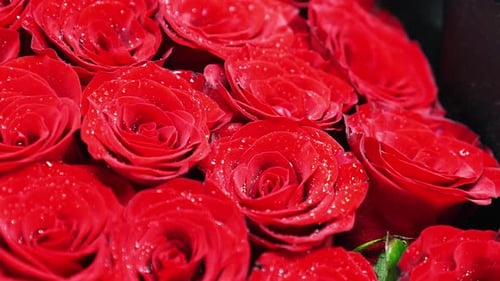 Red roses with water droplets in bouquet