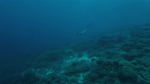 Woman Freedives in the Sea and Swims on the Depth