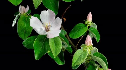 Pink Flowers Blooming in Time Lapse on a Black Background. Opening Tender Blossoms of Fruit Branch