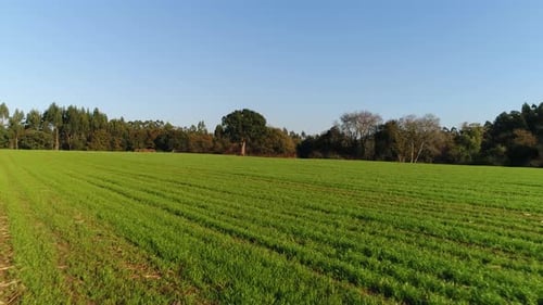 Green Fields in Spring with Blue Sky in the Background