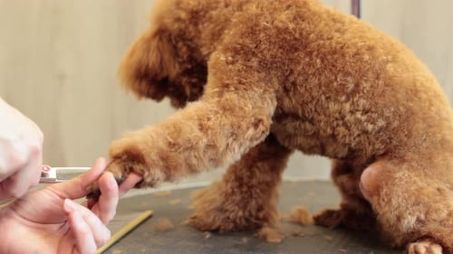 Close-up of female groomer cutting paw of purebred curly dog poodle by scissors for animals at table