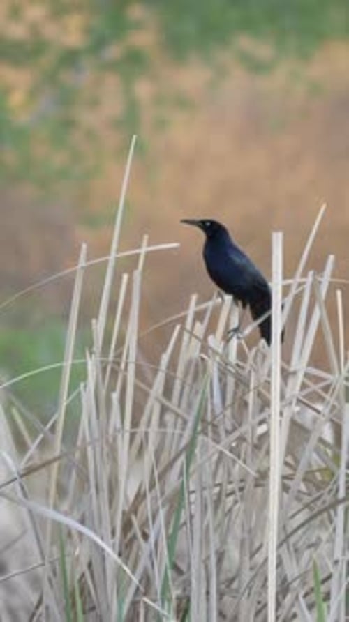 Vidéo verticale Great Tailed Grackle Flies Away