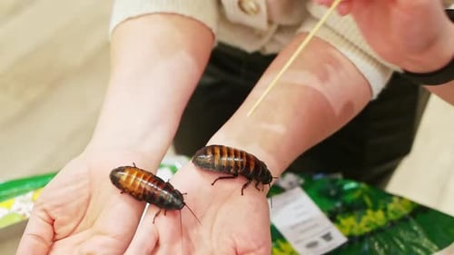 Madagascar Hissing Cockroach