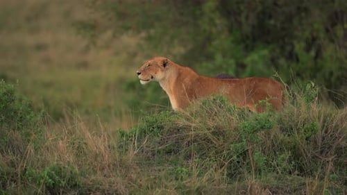 Lionne marchant dans les prairies du Kenya