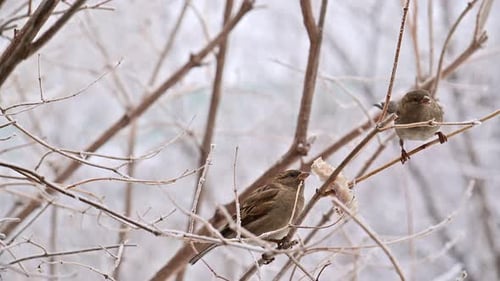 Two sparrow birds are perched on a branch in the snow