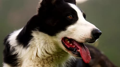 Doggy Close-up Profile, Panting Sheepdog, Attentive Pet, Alert Canine