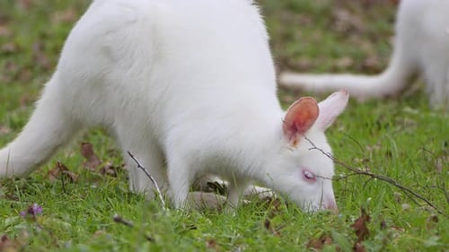 Weißes Känguru frisst grünes Gras 2