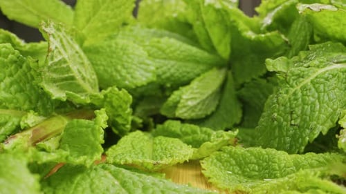 Green Mint Sondenlinse, Makro-Nahaufnahme, grüne Blätter frischer, duftender Minze mit Wassertropfen, Nahaufnahme