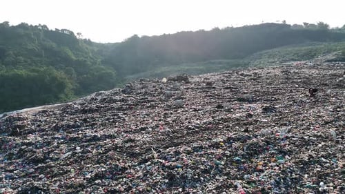 Landfill with Animals Grazing and Heavy Equipment