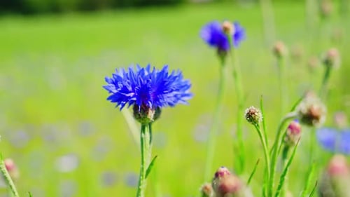 Bleuet ensoleillé avec fond doux dans un champ d'été