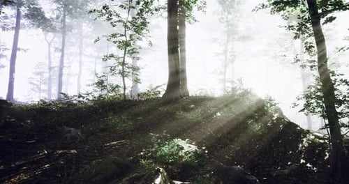 Sunlight Filters Through Trees in a Serene Forest Setting at Dawn