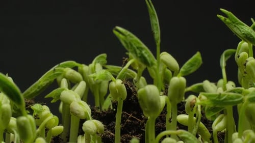 Growing seeds rising from soil time lapse 4k footage.