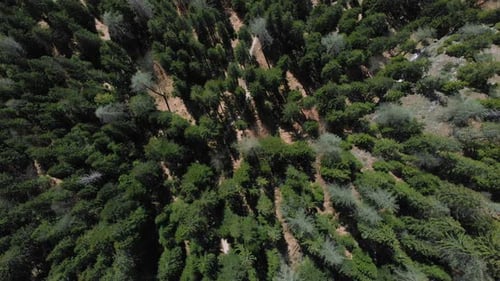 A View on the Beautiful Green Forest Dolomiti Italy