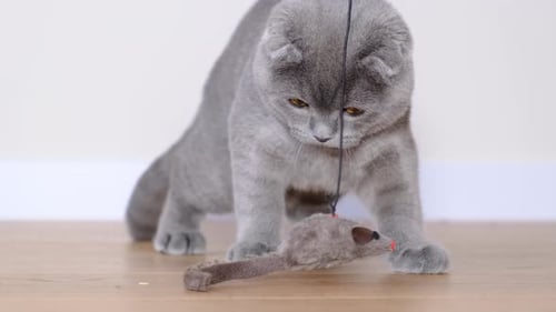 Gray Cat Playing with Toy Mouse Indoors