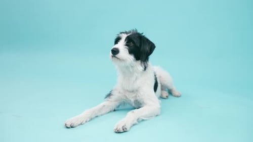 Adorable Black and White Terrier Puppy Looking Around