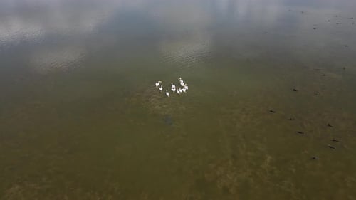 Great White Pelican