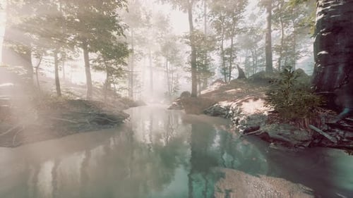 Pond Swamp with Unique Atmosphere and Fog Beneath the Trees