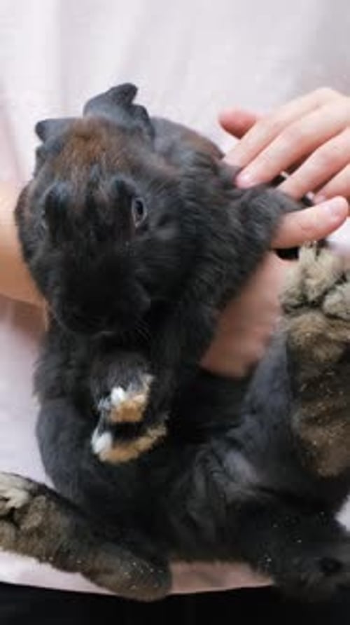 Child Holding a Black Rabbit