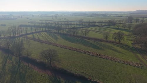 Aerial view of wide green fields divided by rows of leafless trees casting long shadows dirt paths