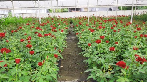 Roses Growing Inside of Greenhouse