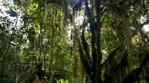 Mystical shot of hanging plants and leaves of tree in dense jungle during sunny day. Green colored p