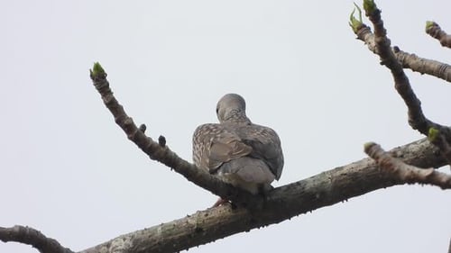 Lachende Taube im Baum.