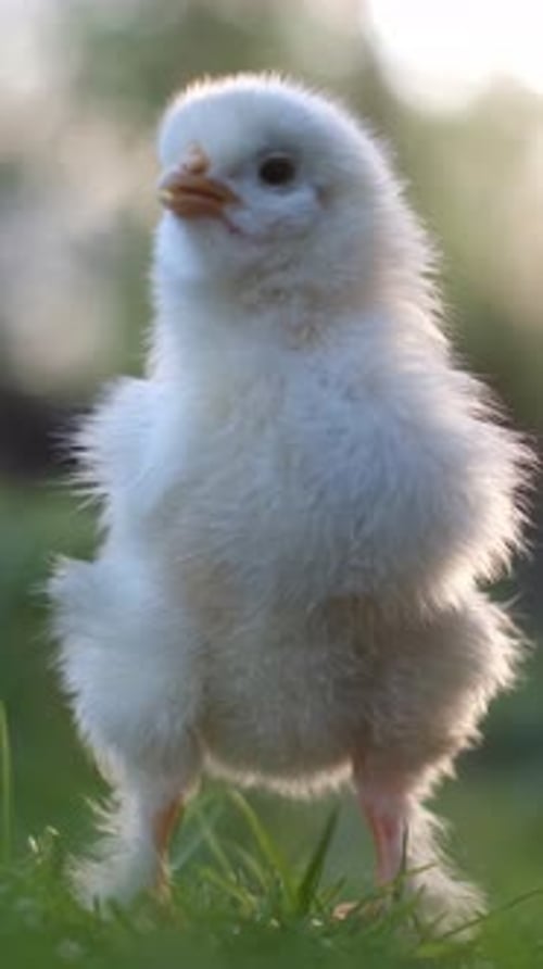 Fluffy White Chick Standing in Green Grass