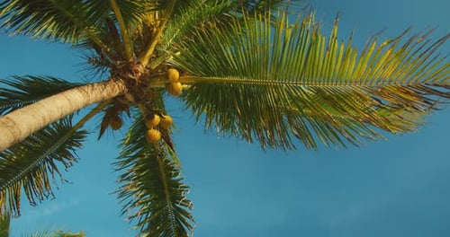 Palm Tree with Coconuts against a Clear Blue Sky